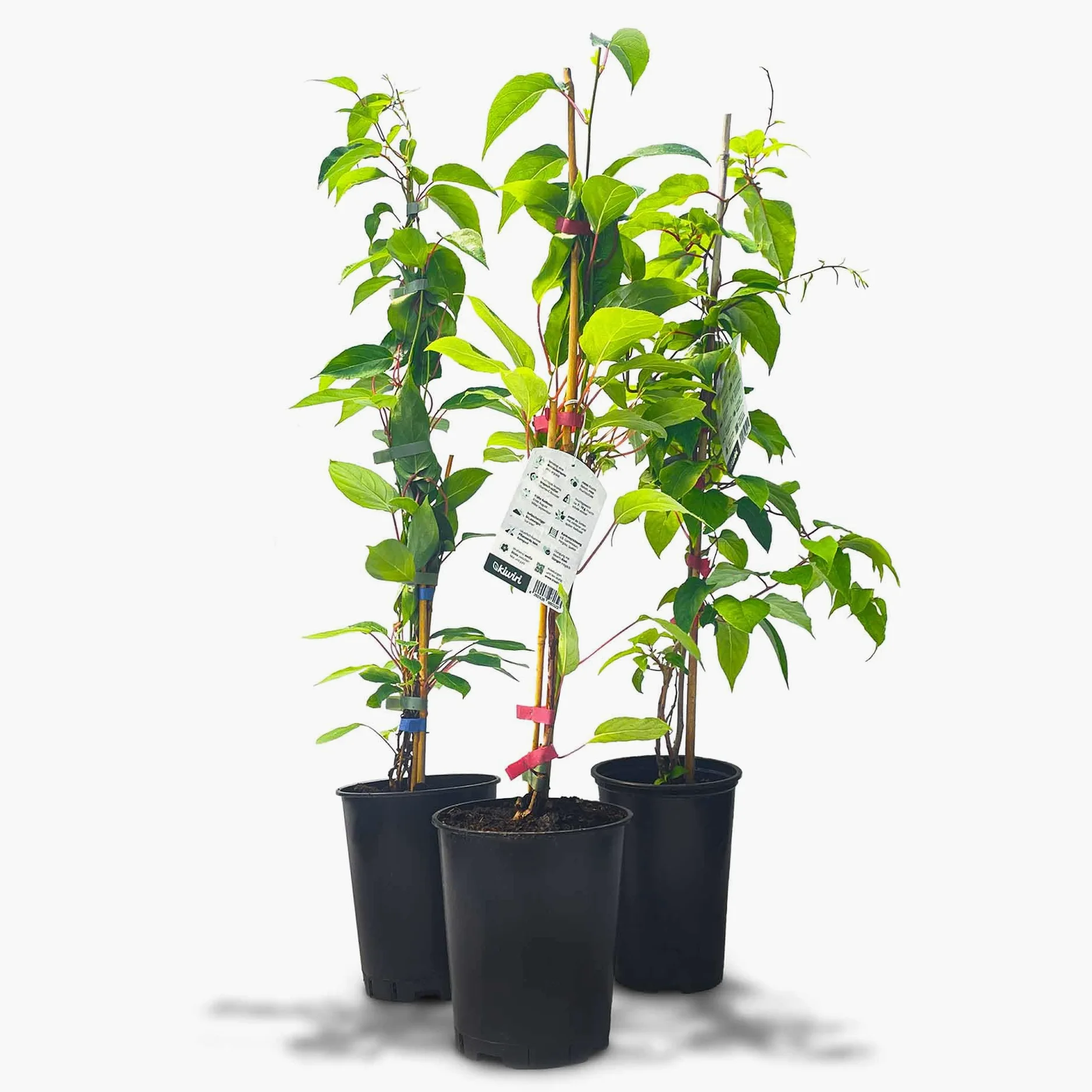 's Kiwi Trio – 3 plantas de kiwi (Actinidia arguta) – Mini kiwi – Garantía varietal directamente del cultivador
