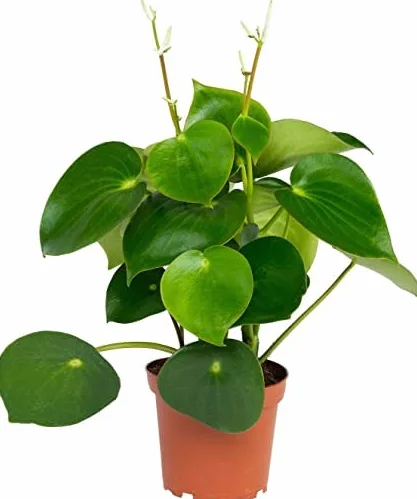 Peperomia Polybotrya Raindrop Natural Planta de Hojas Colgantes