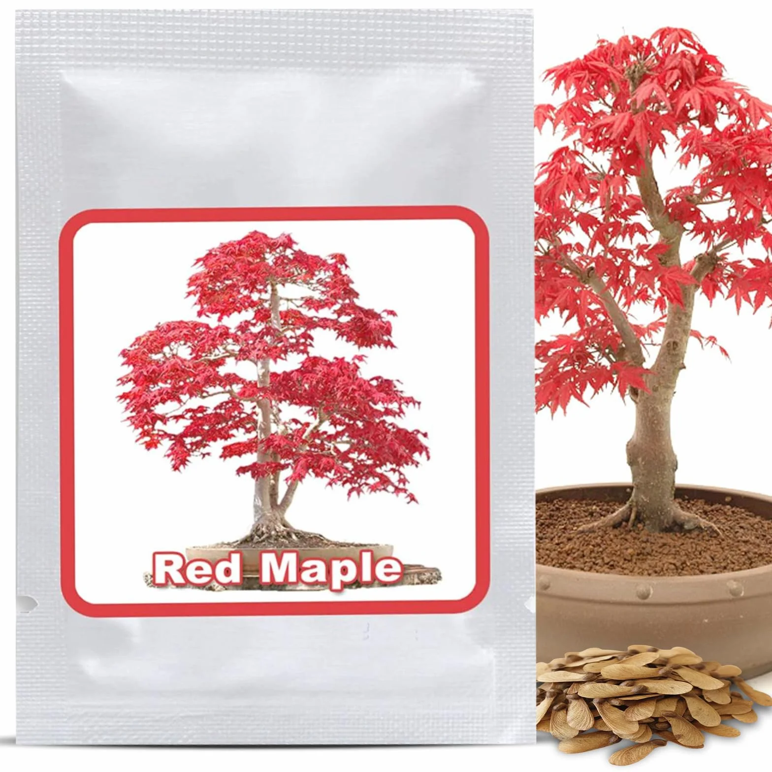 Magic of Nature: Semillas de Arce Japonés Rojo (20 Uds) Adecuado para Bonsái