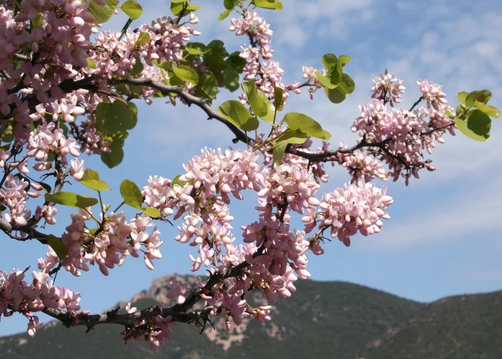 SAFLAX - Árbol del amor - 60 semillas - Cercis siliquastrum