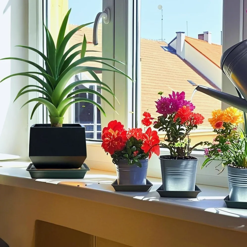 Paquete de 5 platillos cuadrados para plantas de 18 pulgadas