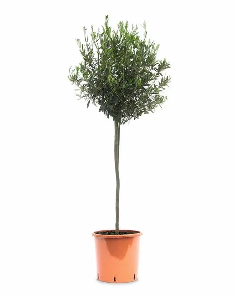 Olivo Natural Árbol Resistente de Cultivo Exterior