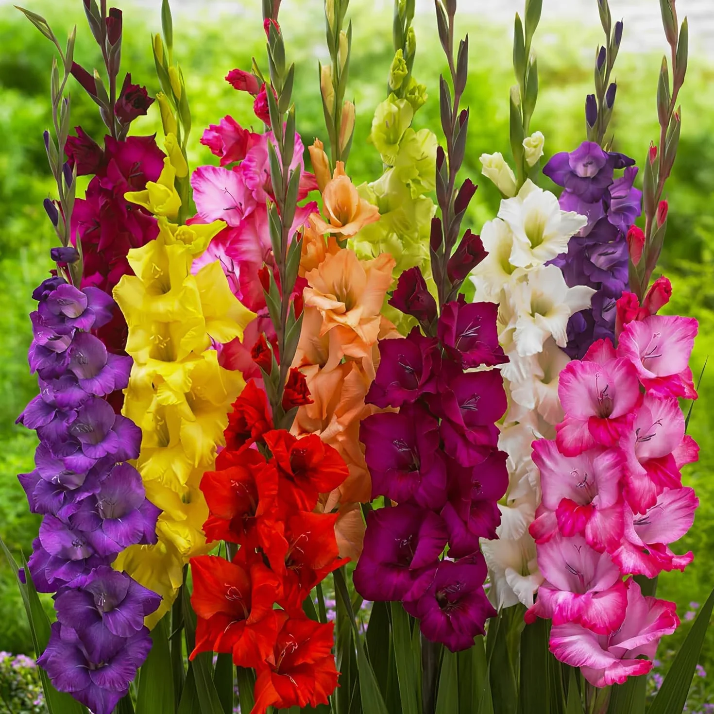 Gladiolos Bulbos Budget Mix - 50 Bulbos de Flores Exterior - Plantas Naturales Exterior de Holanda - No Resistente - Decoracion Jardin, Macetas y Balcón - Sin Semillas, No Artificiales