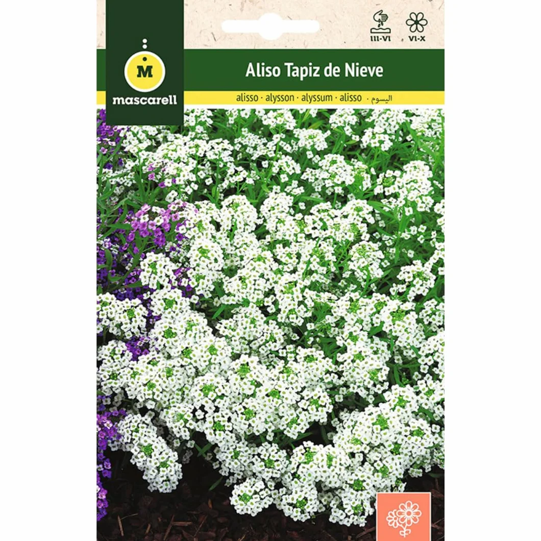 Mascarell Semillas, ALISO TAPIZ DE NIEVE, Semillas Flores Exterior para Decoración, Flor Mediterránea
