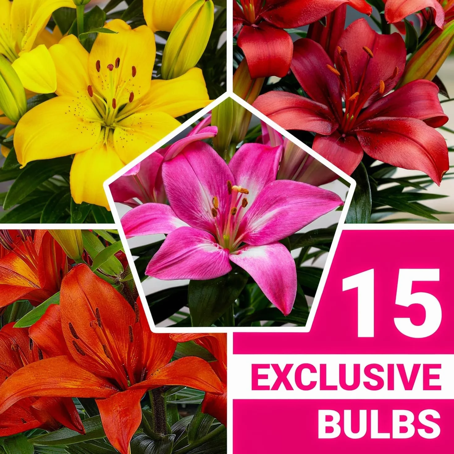 Colección de 15 bulbos de lirio de jardín Matrix, mezcla de 5 variedades, 3 de cada color, bulbos de flores perennes y resistentes al invierno, mezcla de Holanda para jardín y maceta