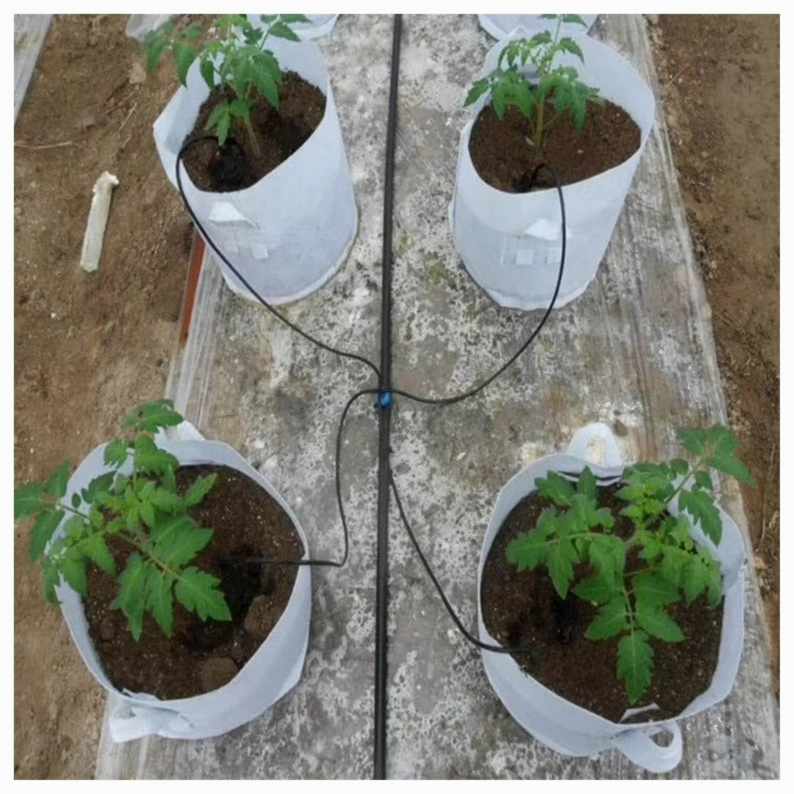Adaptador de fontanería de jardín, kit de lanzador de flechas de goteo negro, sistema de riego de fresas, kit de lanzador de riego por goteo, riego de plantas en maceta + gotero de PC de 8