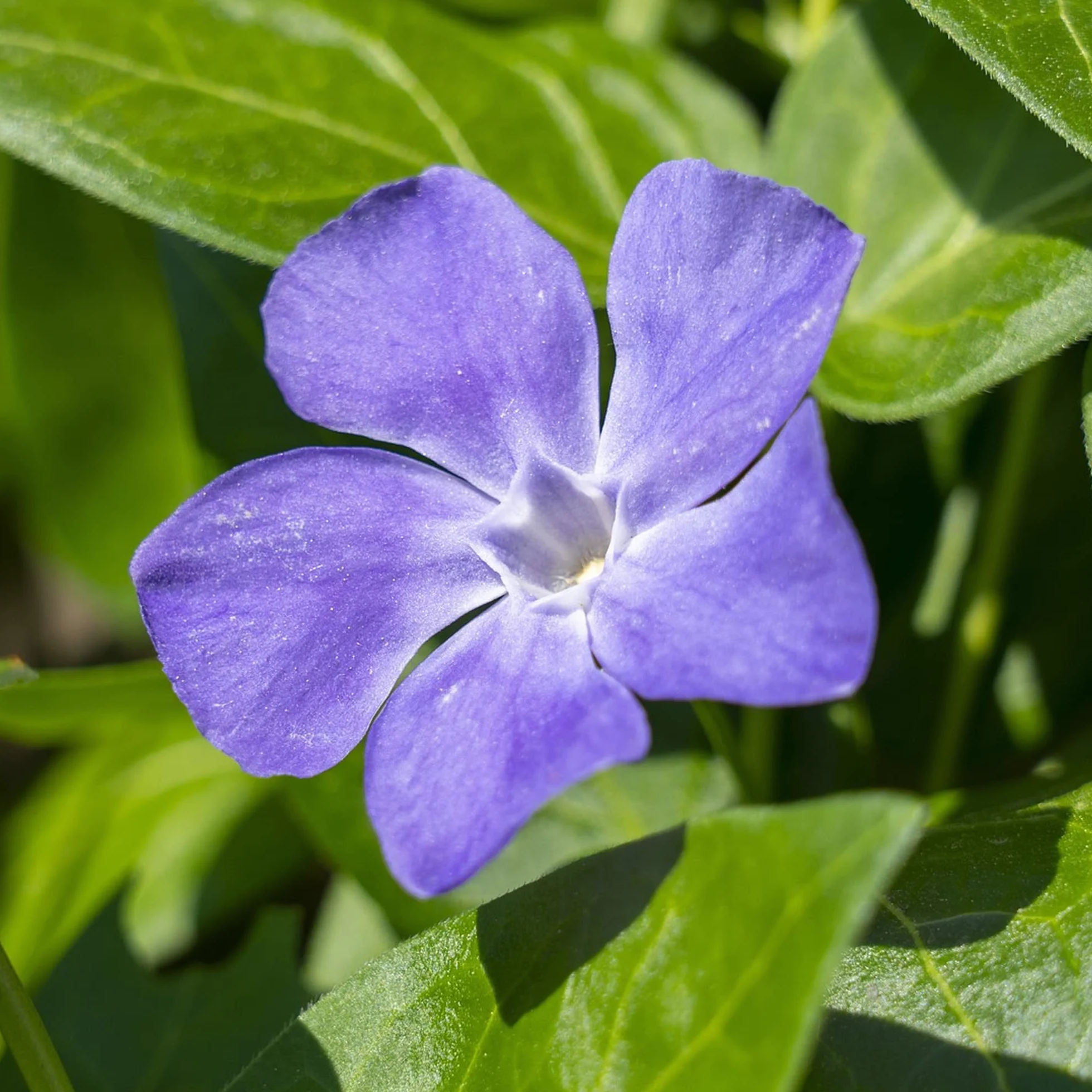 Vinca minor Ralph Shugert - Arbusto de Jardín con Flor Listo para Plantar - Planta Trepadora en Maceta – Ideal para Parterres, Borduras y más