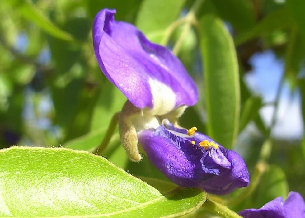 SAFLAX - Glicinia africana - 15 semillas - Bolusanthus africanus