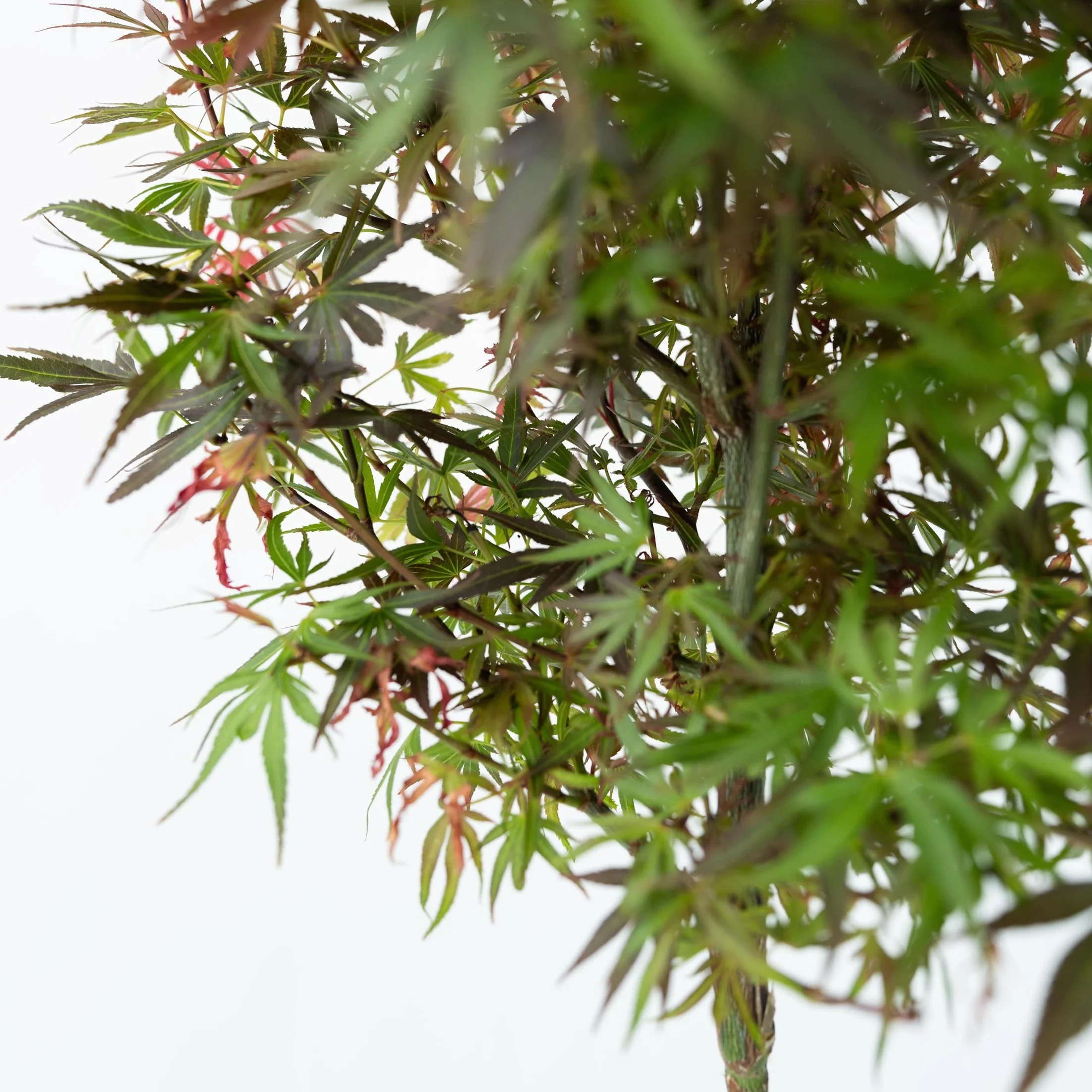 Plant in a Box - Acer palmatum 'Shaina' - Set de 2 - Arce japonés resistente - Hojas rojas - Maceta 19cm - Altura 80-90cm