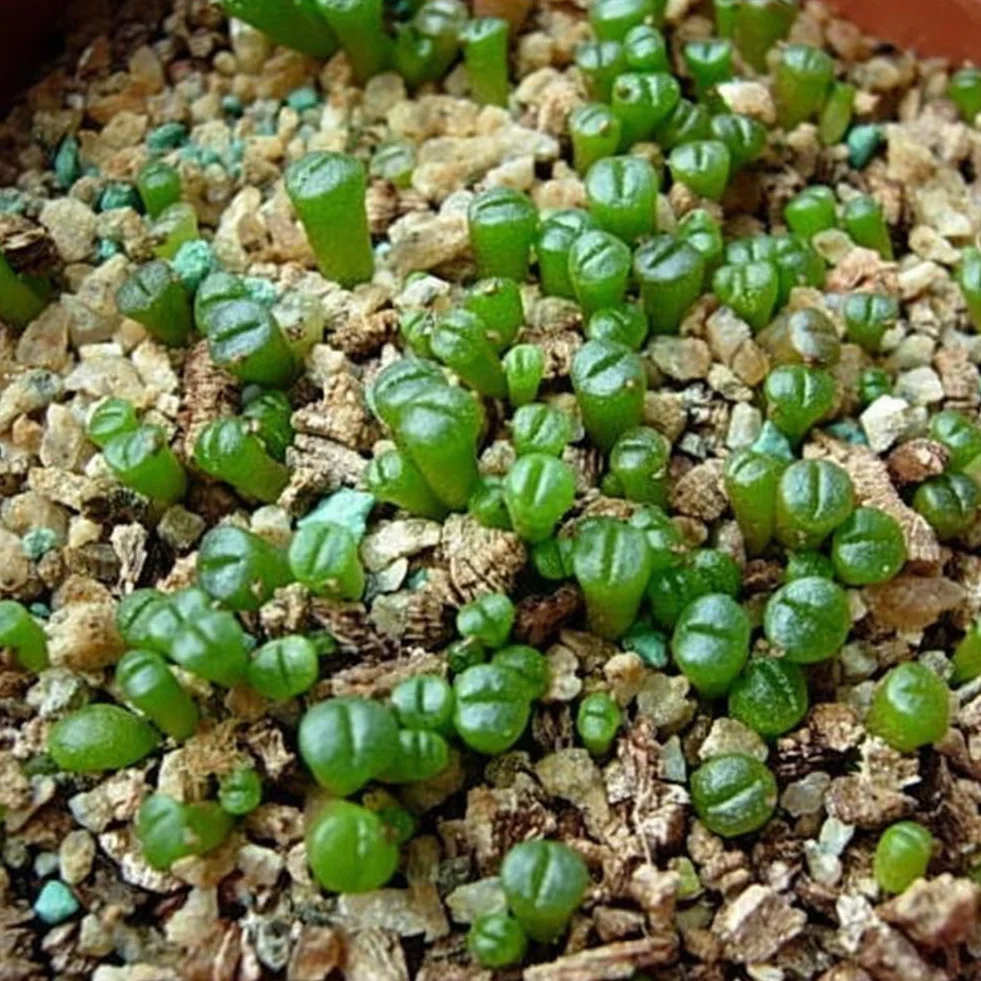 100 Unids Semillas de Lithops Mixtas Piedras Vivas Planta Suculenta Bonsai Semillas de Decoración de Jardín para Plantar Jardín Semillas de Lithops