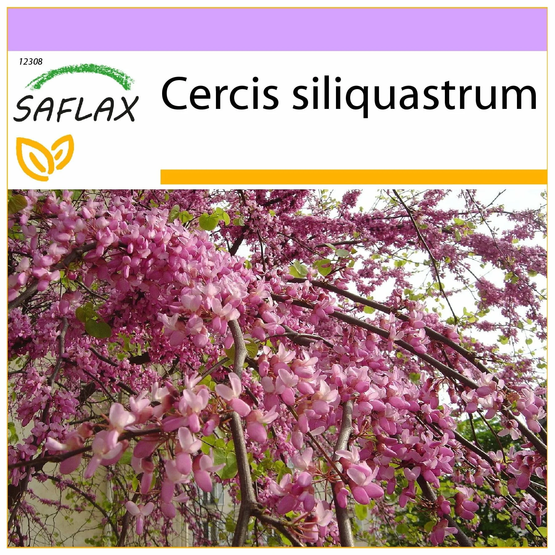 SAFLAX - Árbol del amor - 60 semillas - Cercis siliquastrum