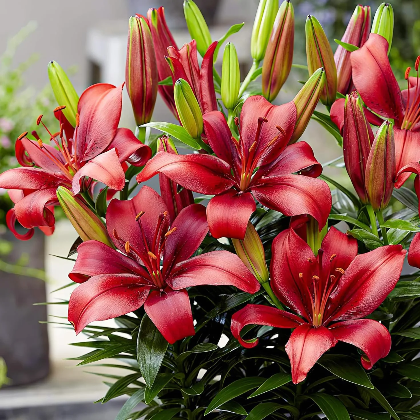 Colección de 15 bulbos de lirio de jardín Matrix, mezcla de 5 variedades, 3 de cada color, bulbos de flores perennes y resistentes al invierno, mezcla de Holanda para jardín y maceta