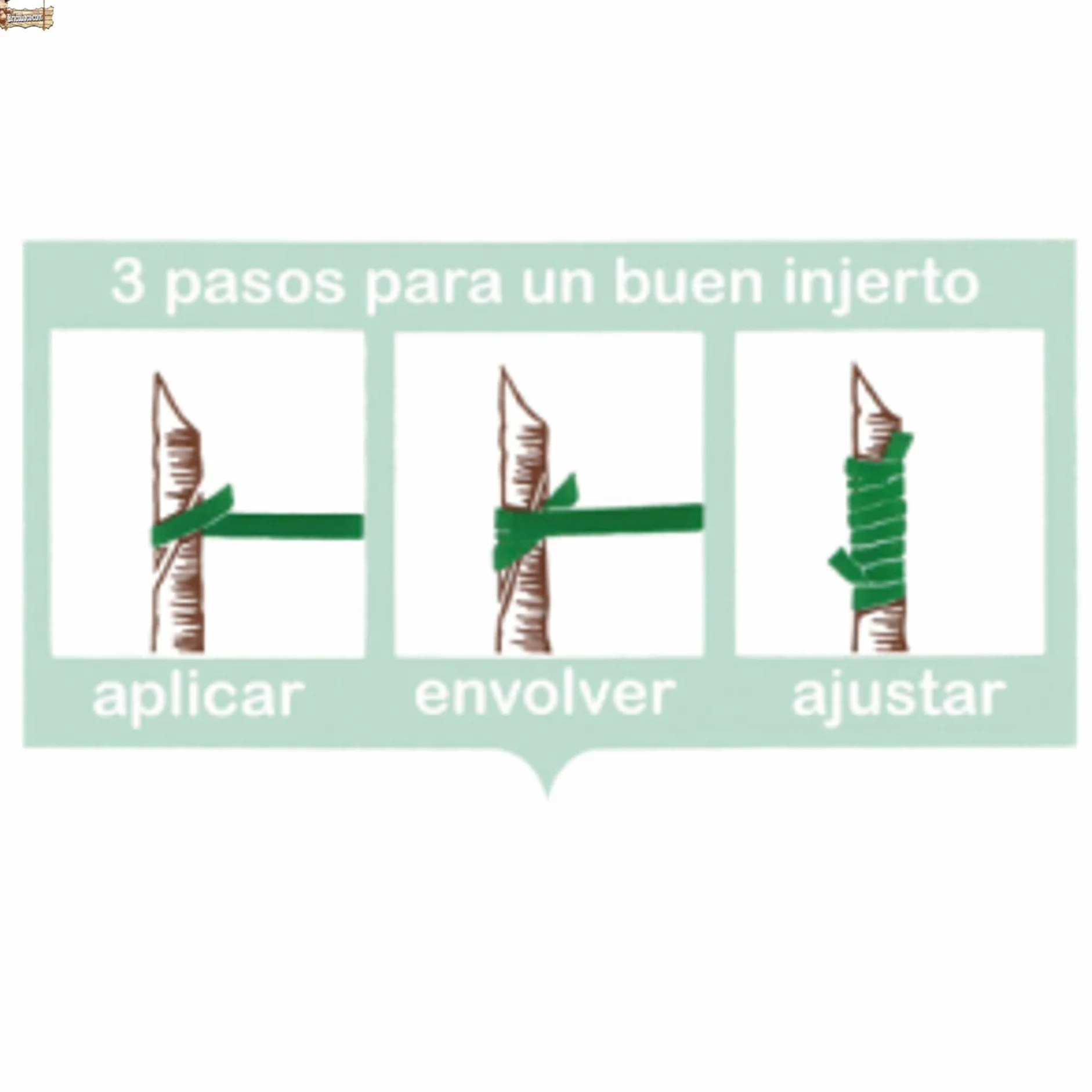 BricoLoco.com Gomas de injertar elásticas. 240x8 mm. 70 Gomas Cinta flexiband para injertos manuales en árboles, frutales, Plantas, sin máquina injertadora. Sustituye la Cuerda (100, 240x8 mm)
