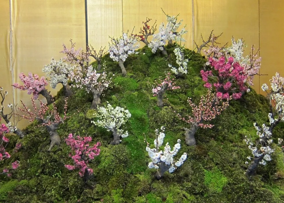 SAFLAX - Cerezo japonés - 30 semillas - Con sustrato estéril para cultivo - Prunus serulata