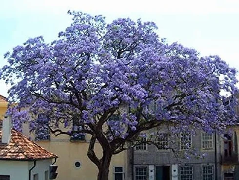 100 Semillas de Paulownia Tomentosa (princess tree seeds)