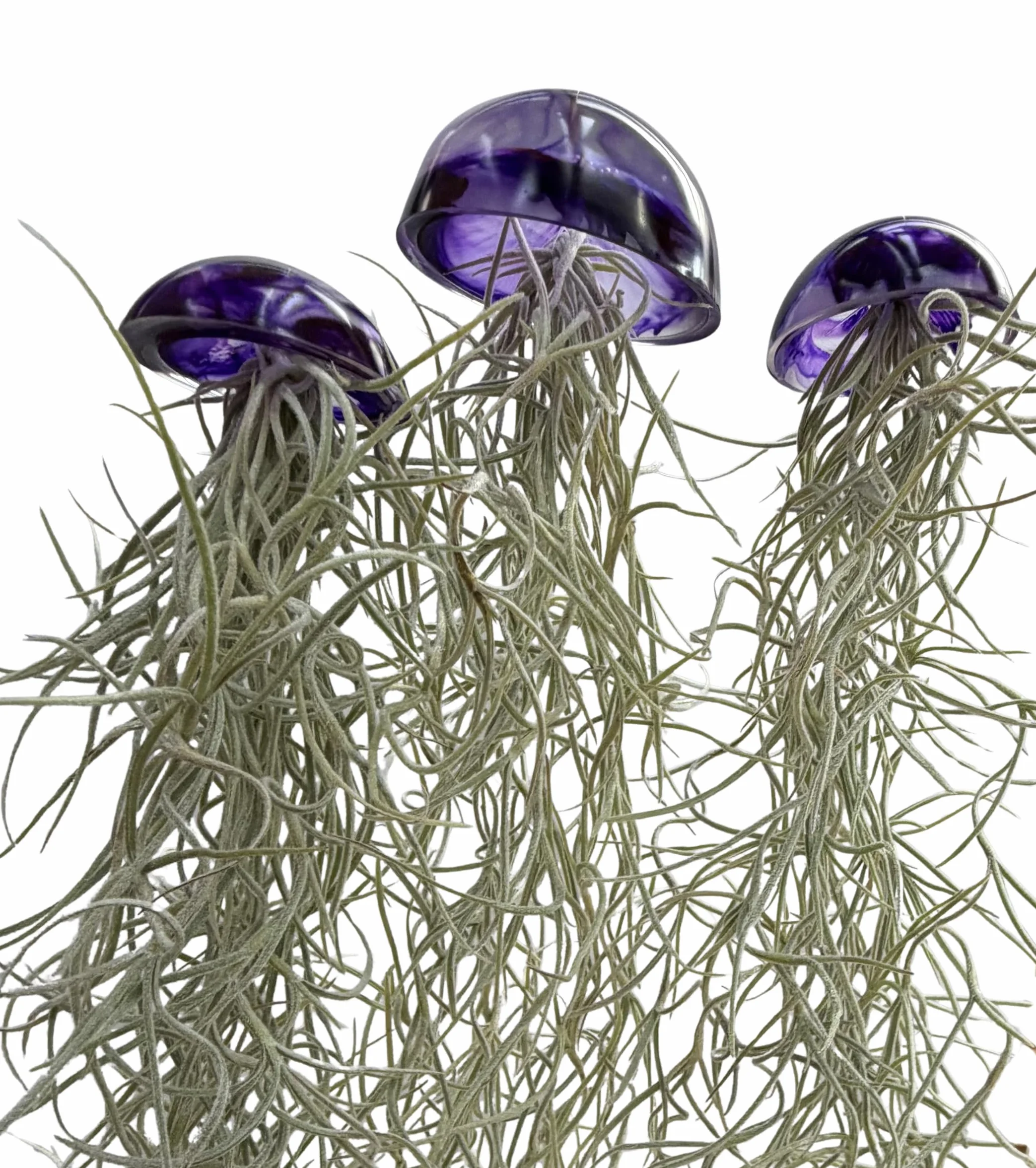 Juego de tres plantas de aire de medusas de cristal púrpura epoxi tillandsia plantas aéreas.