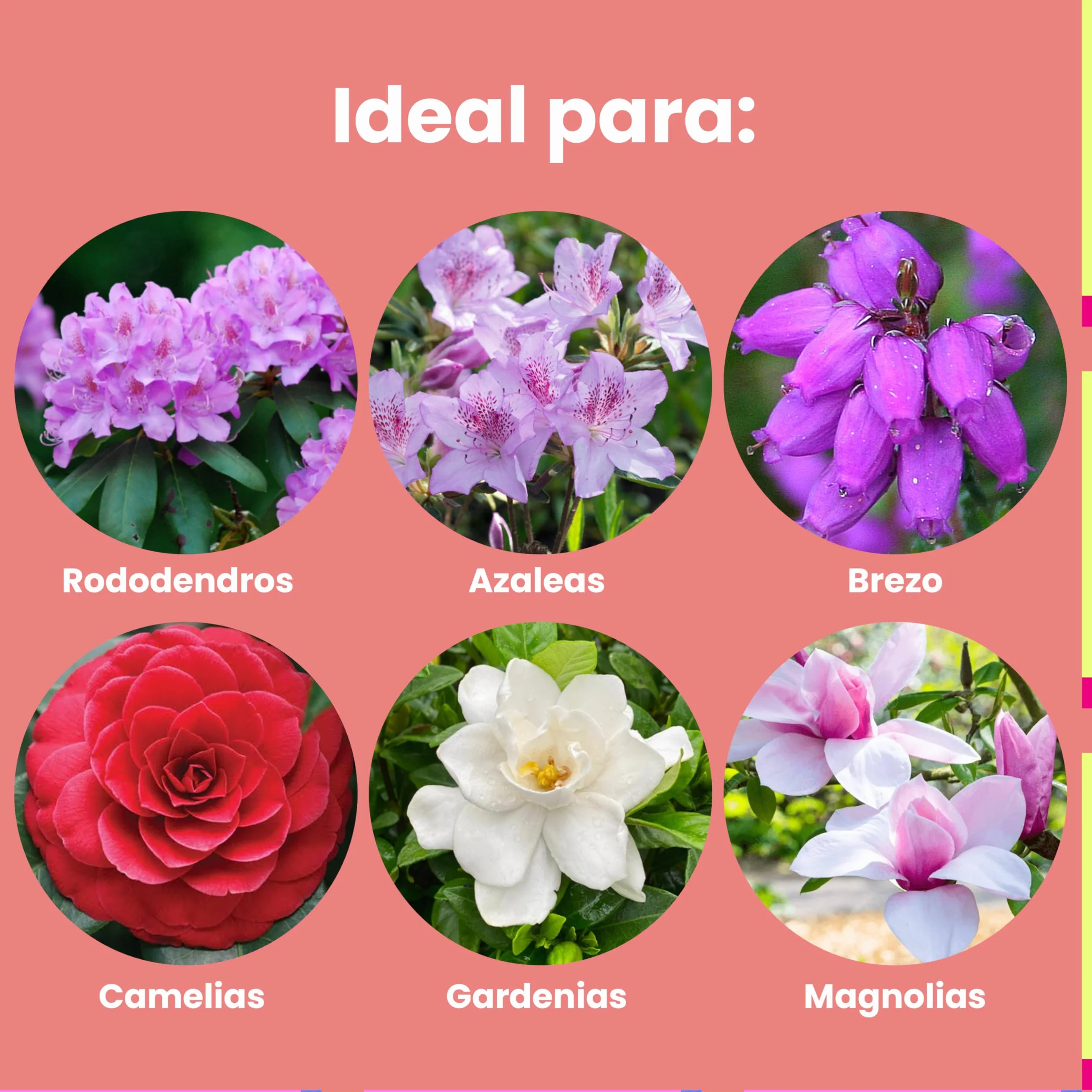 LERAVA Abono hortensias (2x800 g) - Abono acidófilas BIO para hortensias y rododendros - Mantiene suelo ácido I Crecimiento vigoroso y floración abundante - Ideal jardin