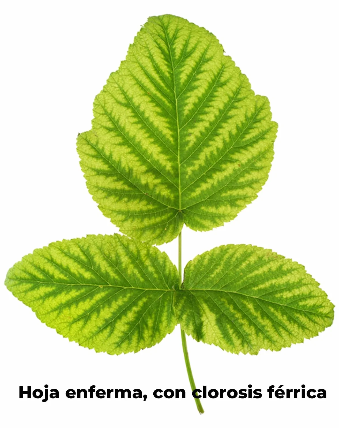 VERAN Quelatos de Hierro 200g | Aporte de Hierro Biocompatible para Plantas | Reverdeciente de Plantas Terrestres y de Acuario | Abono Quelato de Hierro Contra la Clorosis Férrica 100% Soluble en Agua
