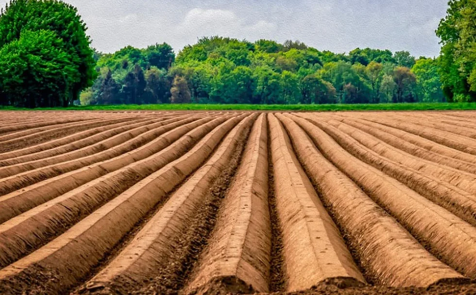 REJA ARADO SURCOS GRANDES 40X20, REJA SURCADORA PARA CULTIVOS EN HILERA DE LOMOS DE TIERRA ELEVADOS