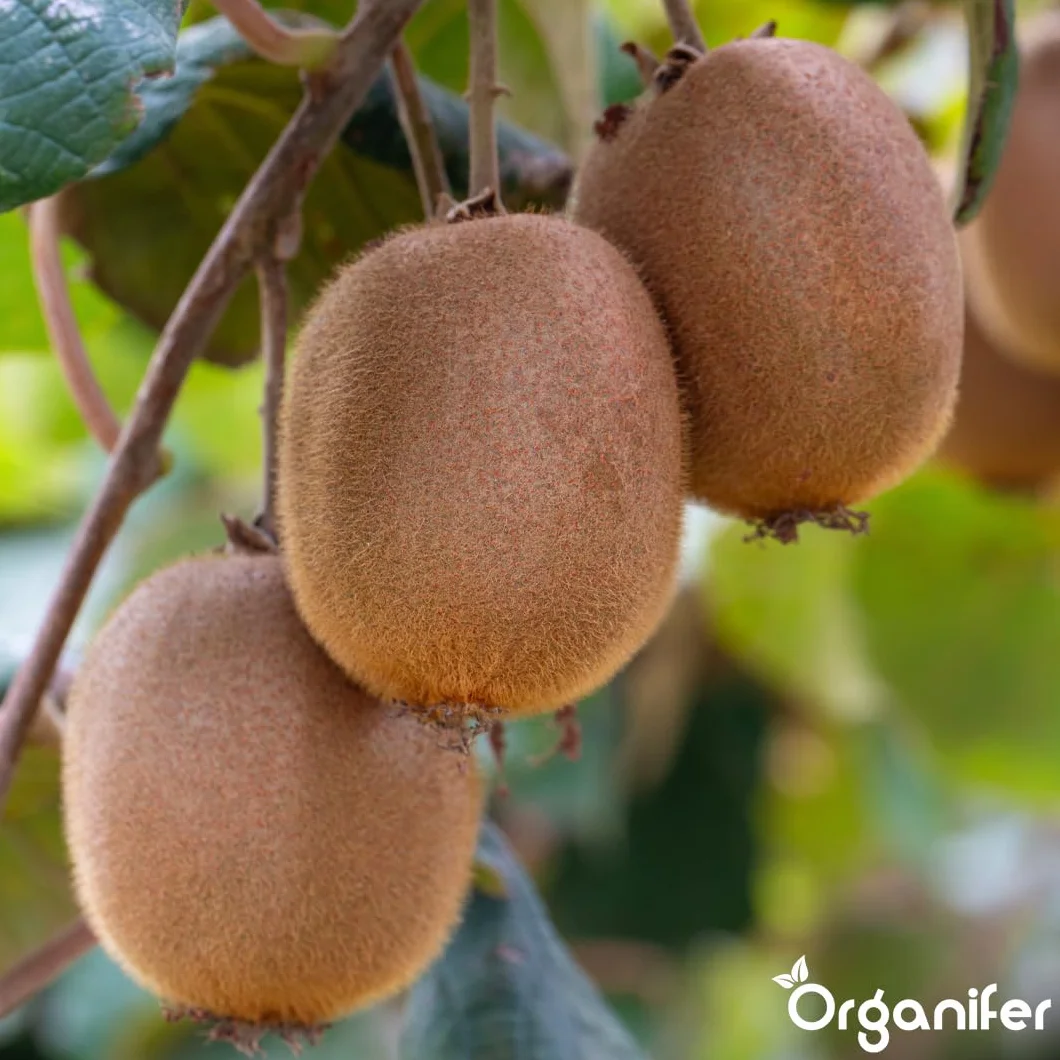 Fertilizante Líquido Orgánico 2x1L Para Kiwi – Favorece Hojas Lujosas Y Frutas Saludables – Organifer