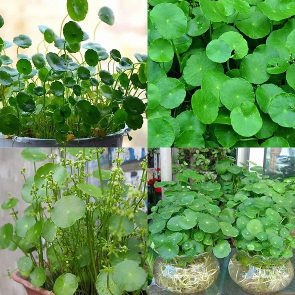Haloppe 50 Unids Dichondra Pistia Plantas Semillas para la Plantación de Jardín en Casa, Dichondra Pistia Semillas Jardín Estanque Planta Piscina Acuario Tanque Decoración Semillas de pistia