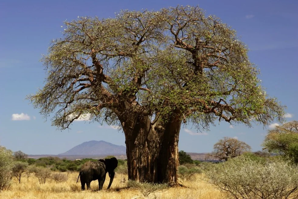 SAFLAX - Árbol del pan del mono - 6 semillas - Con sustrato estéril para cultivo - Adansonia digitata