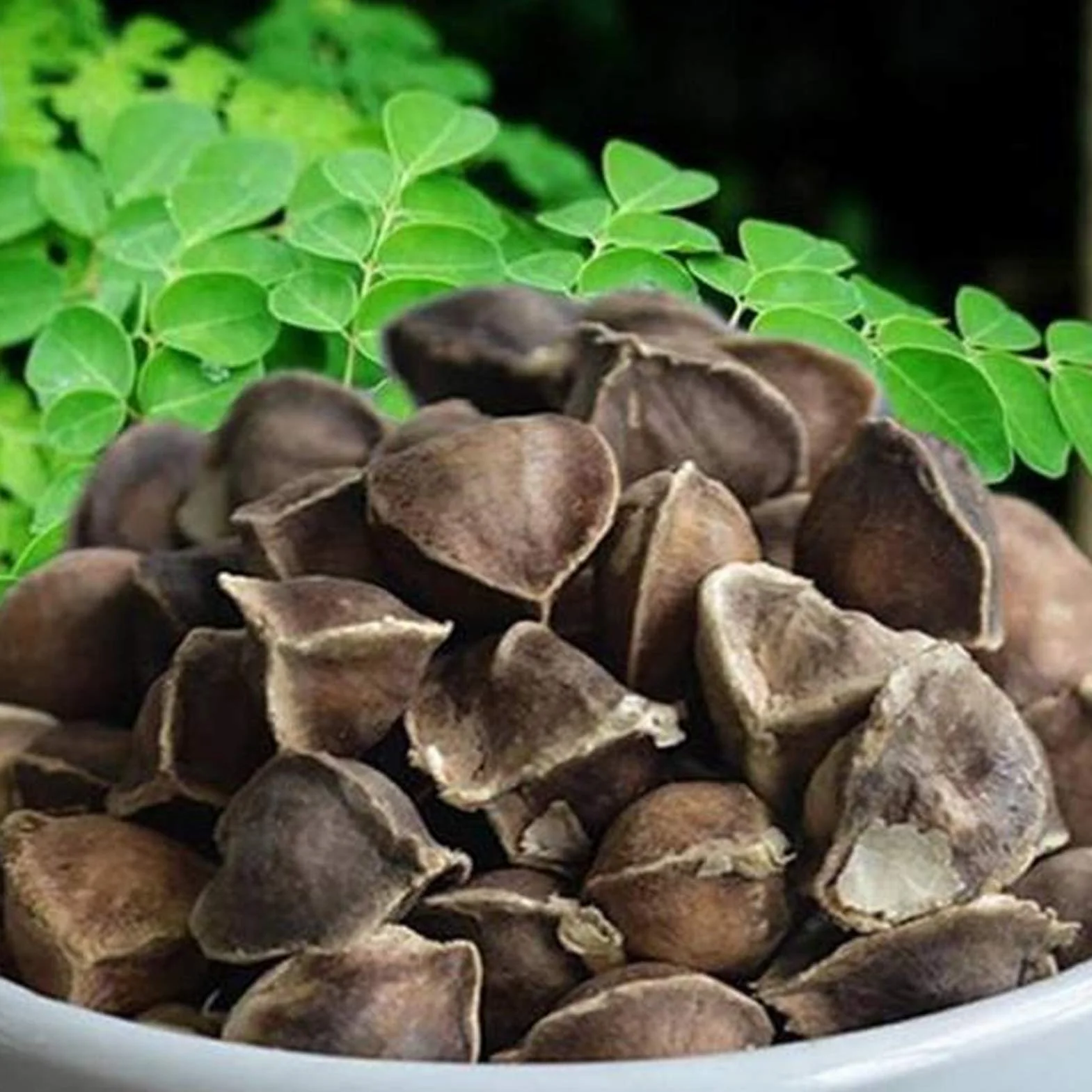 Benoon Semillas De Moringa, 50 Piezas/Bolsa Semillas De Moringa Fragancia Intensa De Moringa Sin OGM Semillas De Moringa De Jardín Saludable Para Jardín Semilla