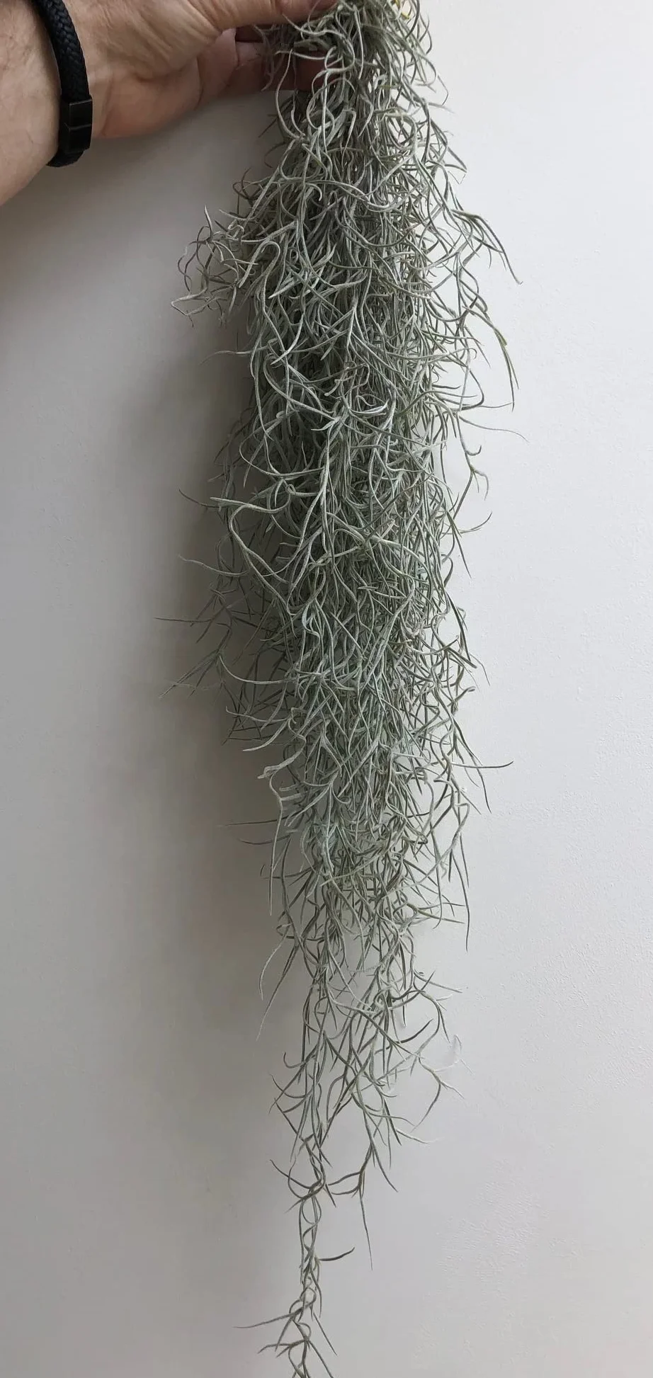 Juego de tres plantas de aire de medusas de cristal púrpura epoxi tillandsia plantas aéreas.