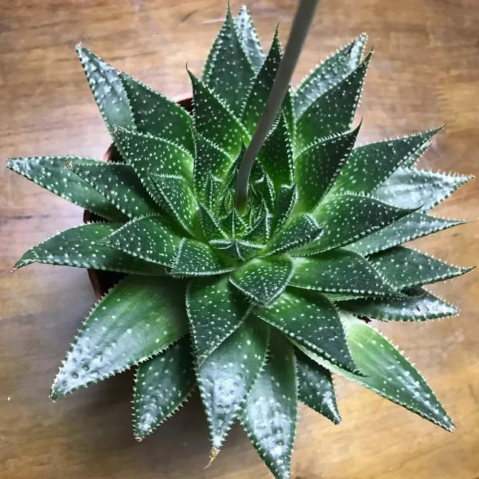 300 piezas Semillas organicas de planta de aloe vera - Regalo de jardín, semillas de plantas exóticas. semillas de bonsai, plantas reales semillas de cactus, decoración de flores