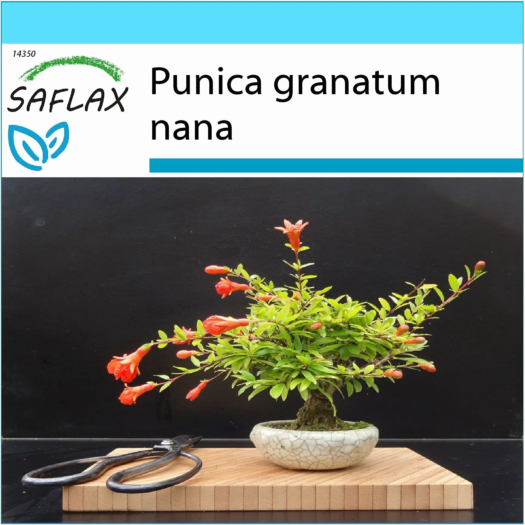 SAFLAX - Set regalo - Granado enano - 50 semillas - Con caja regalo/envío, etiqueta para envío, tarjeta de felicitación y sustrato de cultivo y fertilizante - Punica granatum nana