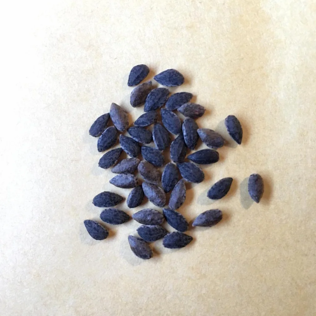 40 Semillas de Pino Carrasco - (Pinus halepensis)