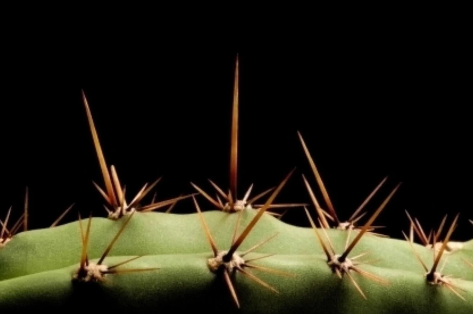 20 semillas de cactus San Pedro Trichocereus pachanoi planta decorativa ceremonial