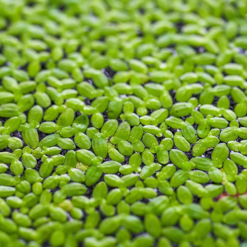semillas de lenteja de agua, acuario de flotantes, Lemna minor, sostenible de acuario regalos 800pcs
