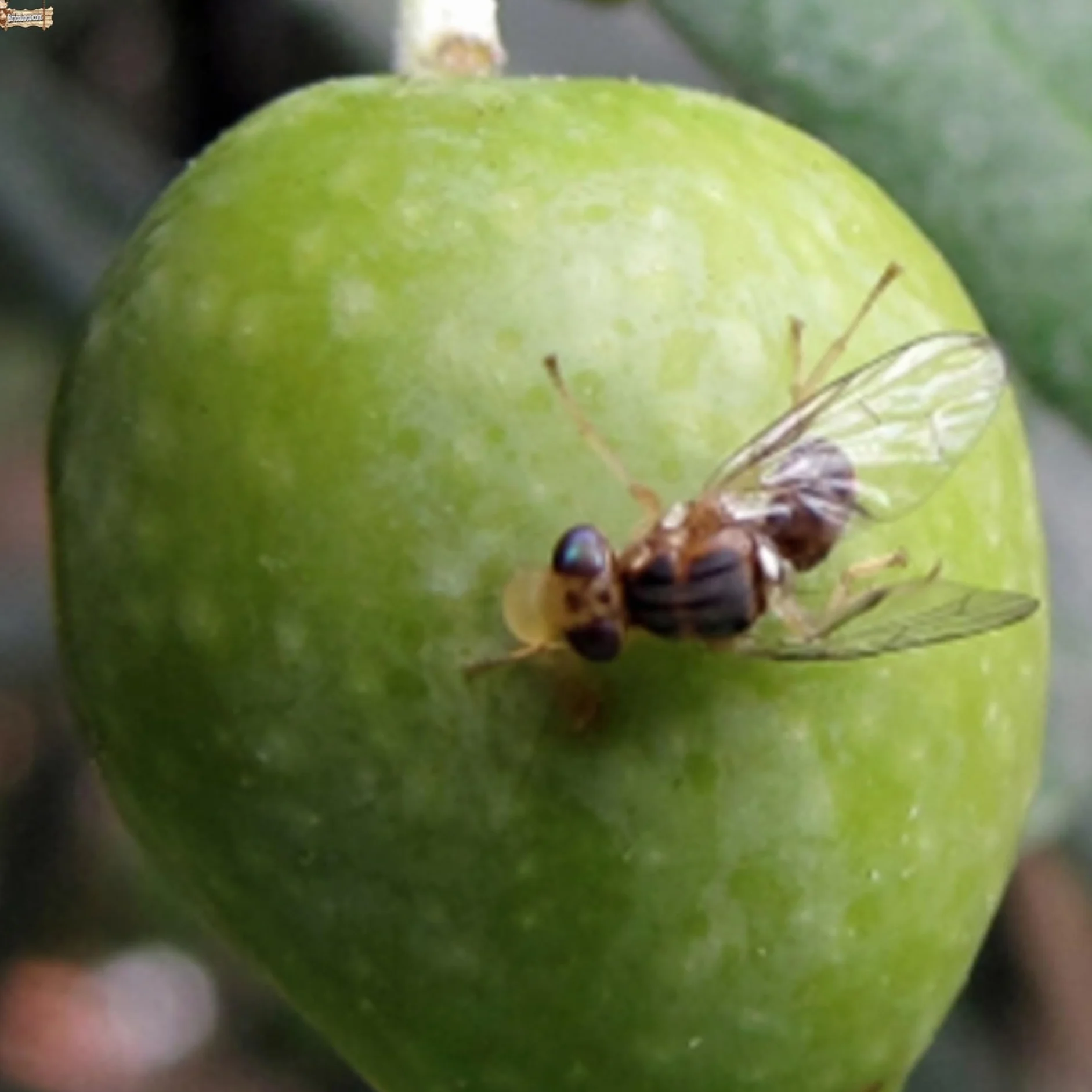 BricoLoco.com Fertilizante fosfato diamónico hidrosoluble DAP ¡¡¡ 250 GRAMOS !!!! Abono NPK 21-53-00 Cebo atrayente para trampas de mosca del olivo o fruta. Fermentación levaduras vino (0,25 kgs)