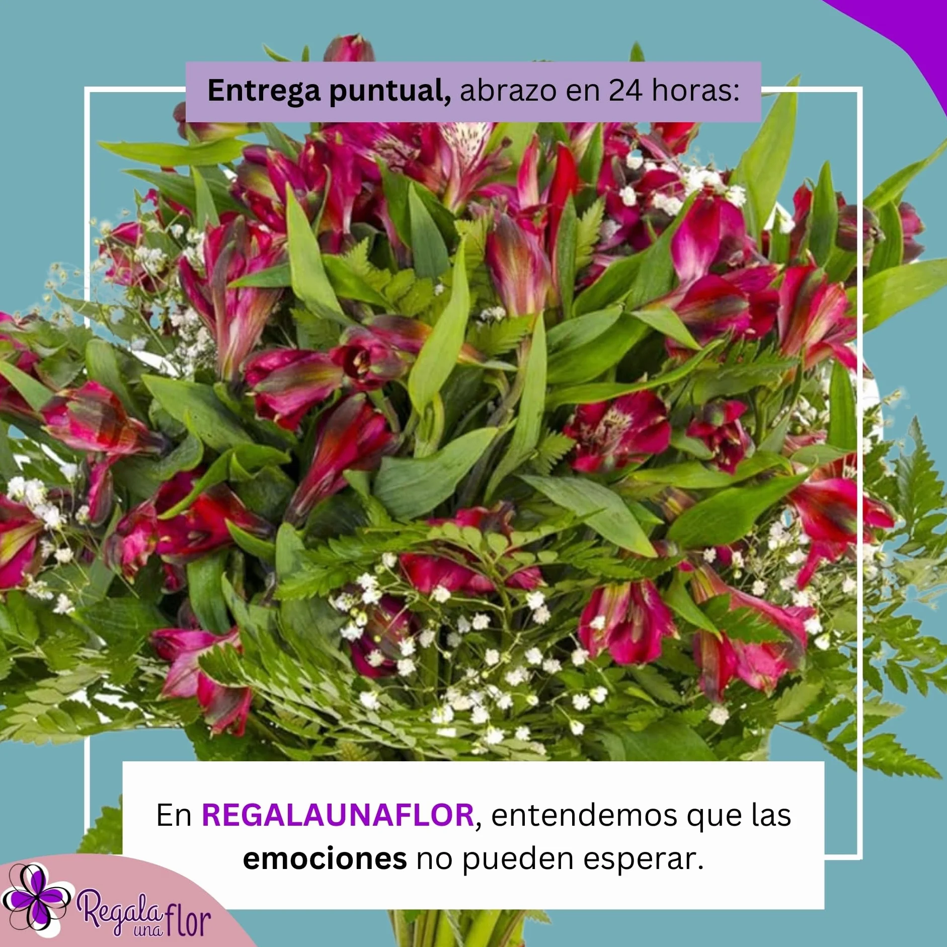REGALAUNAFLOR | Ramo de flores naturales a domicilio | Entrega puntual en 24 horas de Lunes a Sábado | Con tarjeta de dedicatoria | Alstroemeria roja