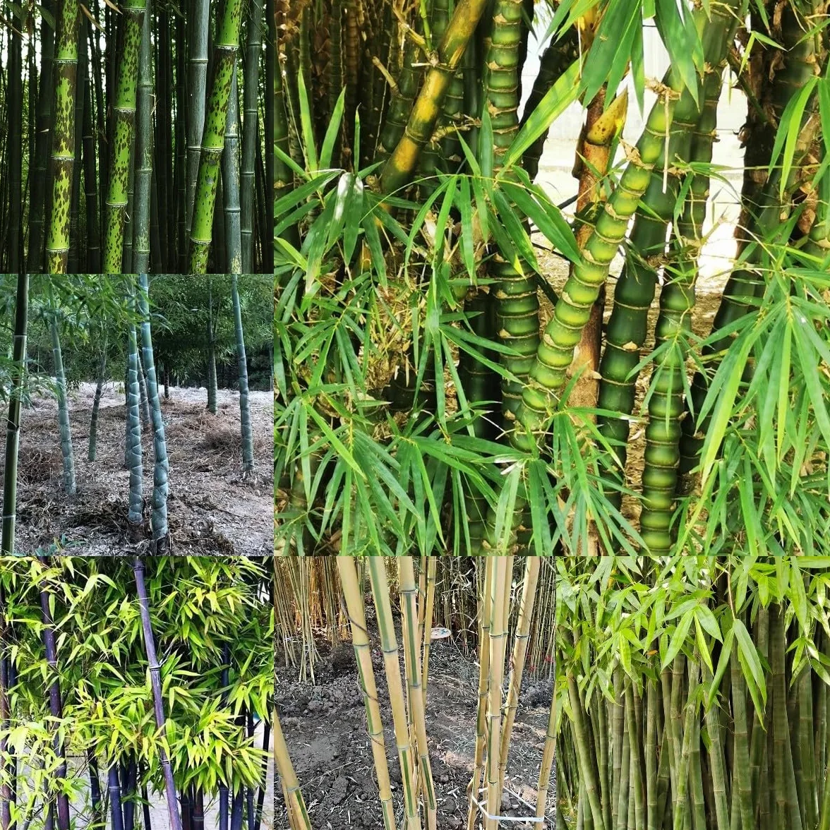 100 piezas Semillas de bambú resistentes Comprar árboles bonsais Semillas de bambú de rápido crecimiento. plantar semillas de jardín lo mejor de Cobertura del suelo perenne resistente