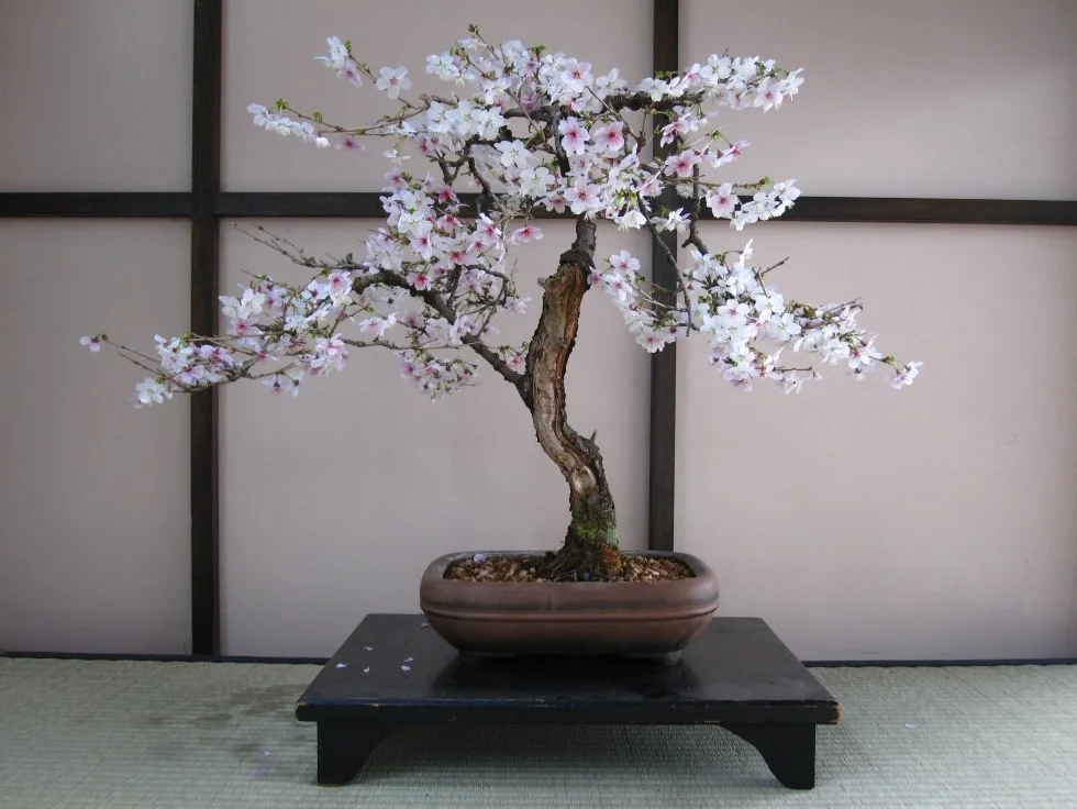 SAFLAX - Cerezo japonés - 30 semillas - Con sustrato estéril para cultivo - Prunus serulata