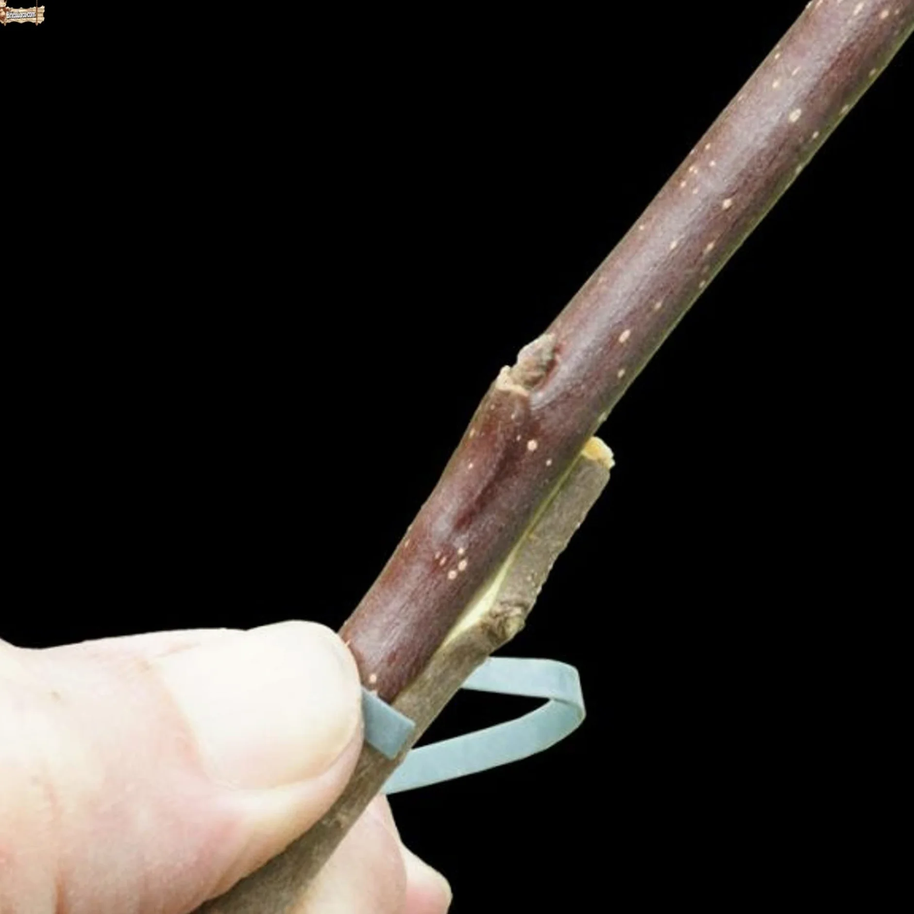 BricoLoco.com Gomas de injertar elásticas. 240x8 mm. 70 Gomas Cinta flexiband para injertos manuales en árboles, frutales, Plantas, sin máquina injertadora. Sustituye la Cuerda (100, 240x8 mm)