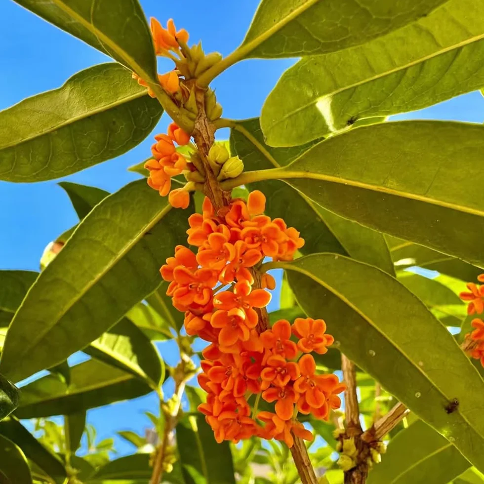 osmanto fragrans cortadas de de interior osmanto fragante inusuales decoraciones jardín exteriores Decoración resistentes en macetas interior 85semillas