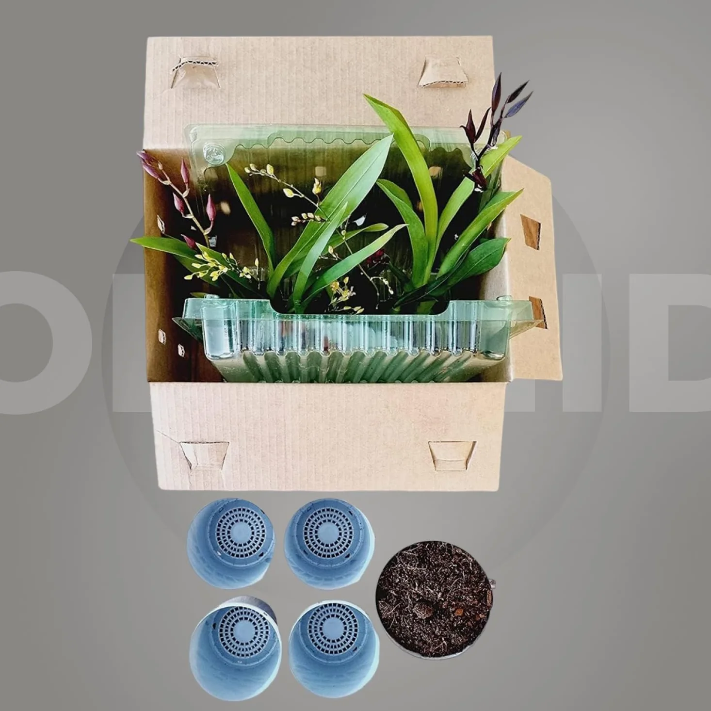 Orquídeas mezcla 5 plantas de interior Holanda Cambria Colmonara Brassia 15-20 cm