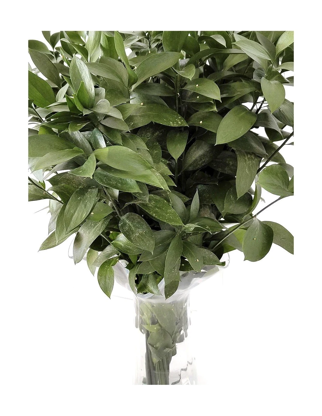 JARDIN202 - Ruscus | Flor Natural | Ramo de 50 tallos | Verde | 80cm de alto