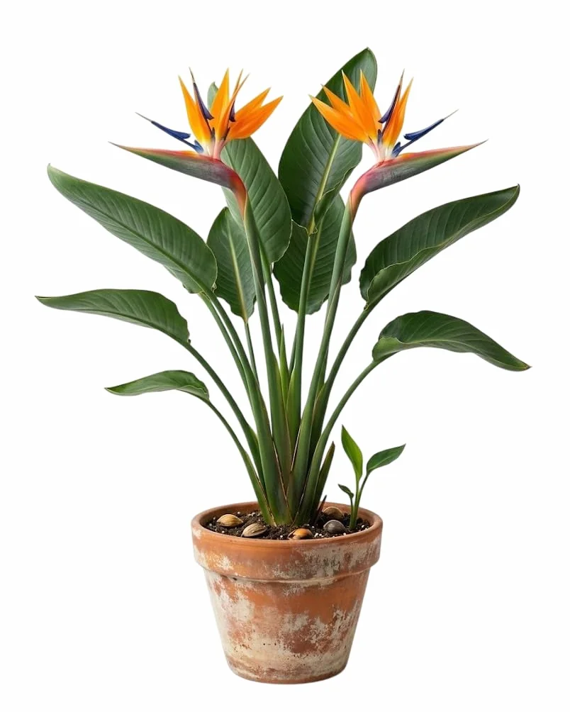 Planta Ave del Paraíso desde Semillas para Espacios Luminosos y Exteriores DECOALIVE