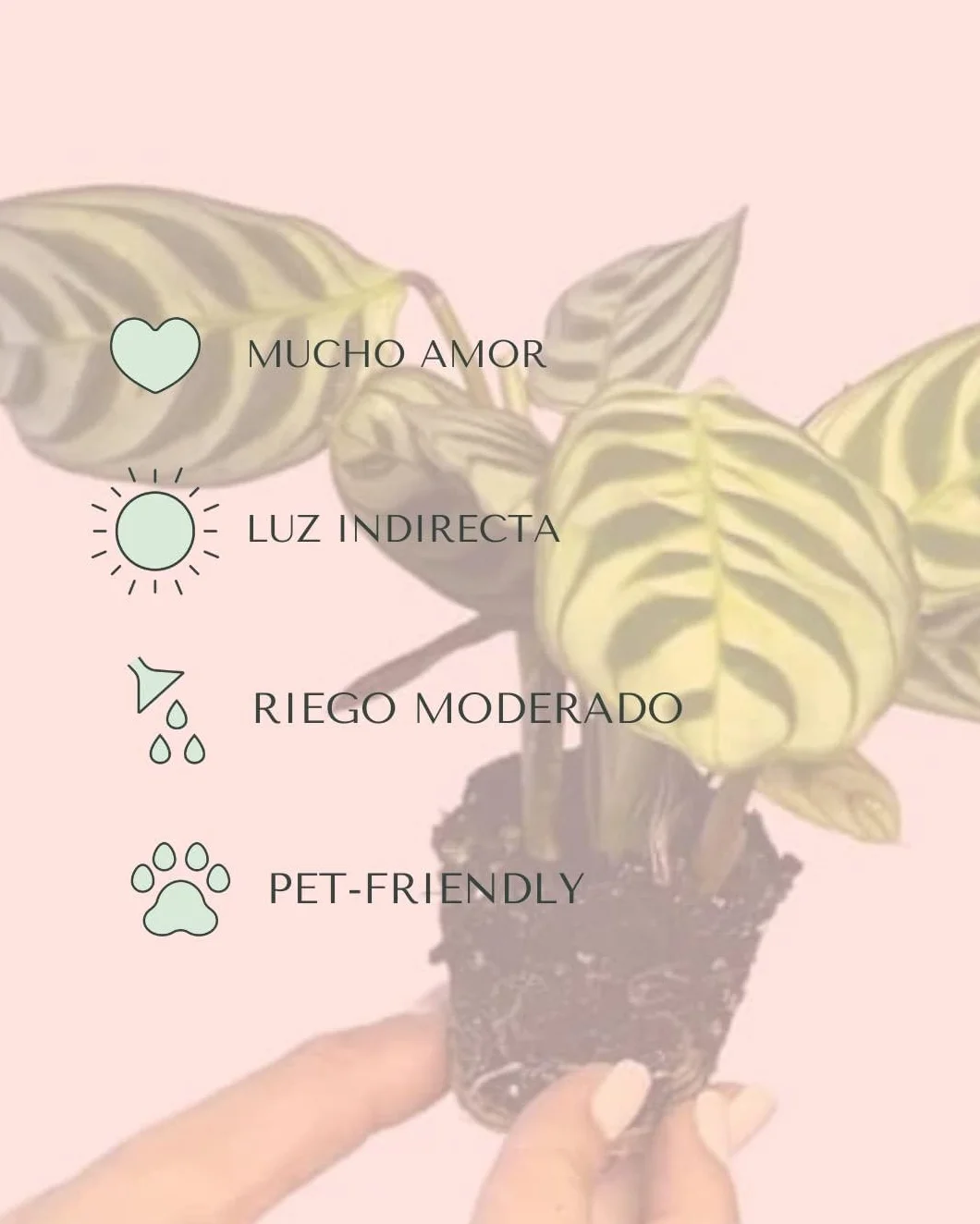 PUR PLANT Maranta amabilis | Planta natural de interior pet friendly | Tropical, compacta y decorativa | Hojas verdes con vetas plateadas | Maceta de Ø5 cm