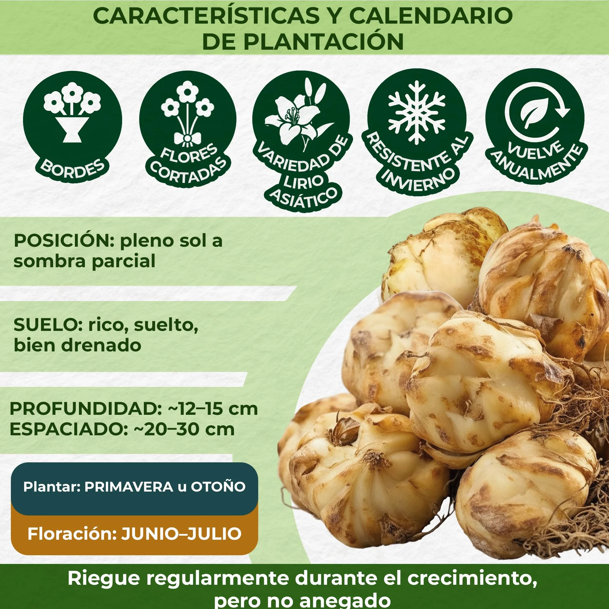 Colección de 15 bulbos de lirio de jardín Matrix, mezcla de 5 variedades, 3 de cada color, bulbos de flores perennes y resistentes al invierno, mezcla de Holanda para jardín y maceta