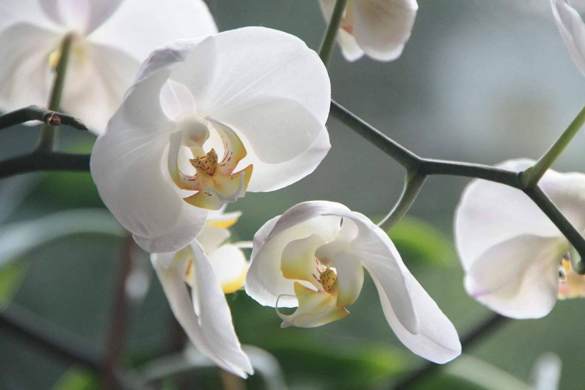 Protect Garden Top Gotero para Orquideas - Fertilizante diluido especial para orquideas
