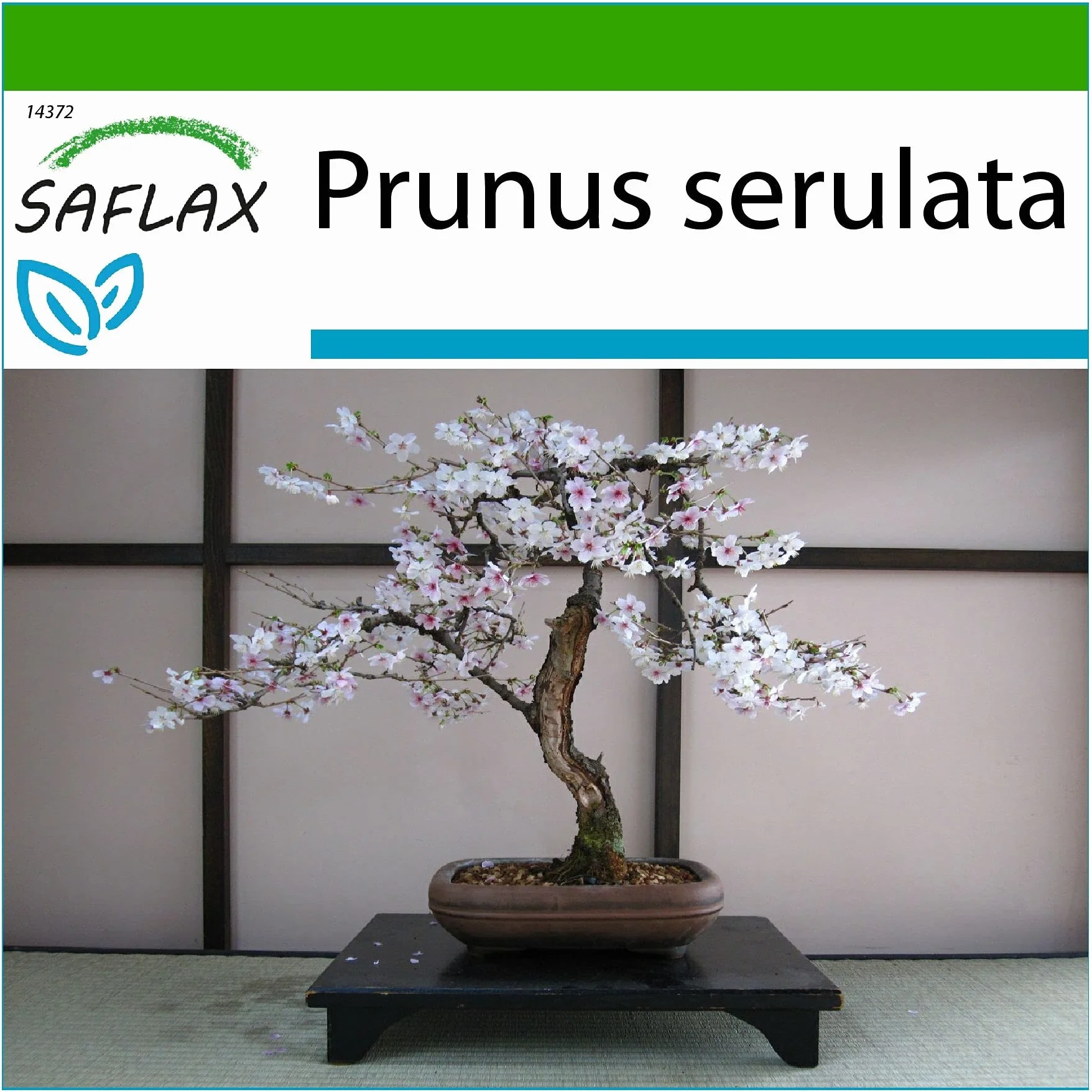SAFLAX - Cerezo japonés - 30 semillas - Con sustrato estéril para cultivo - Prunus serulata