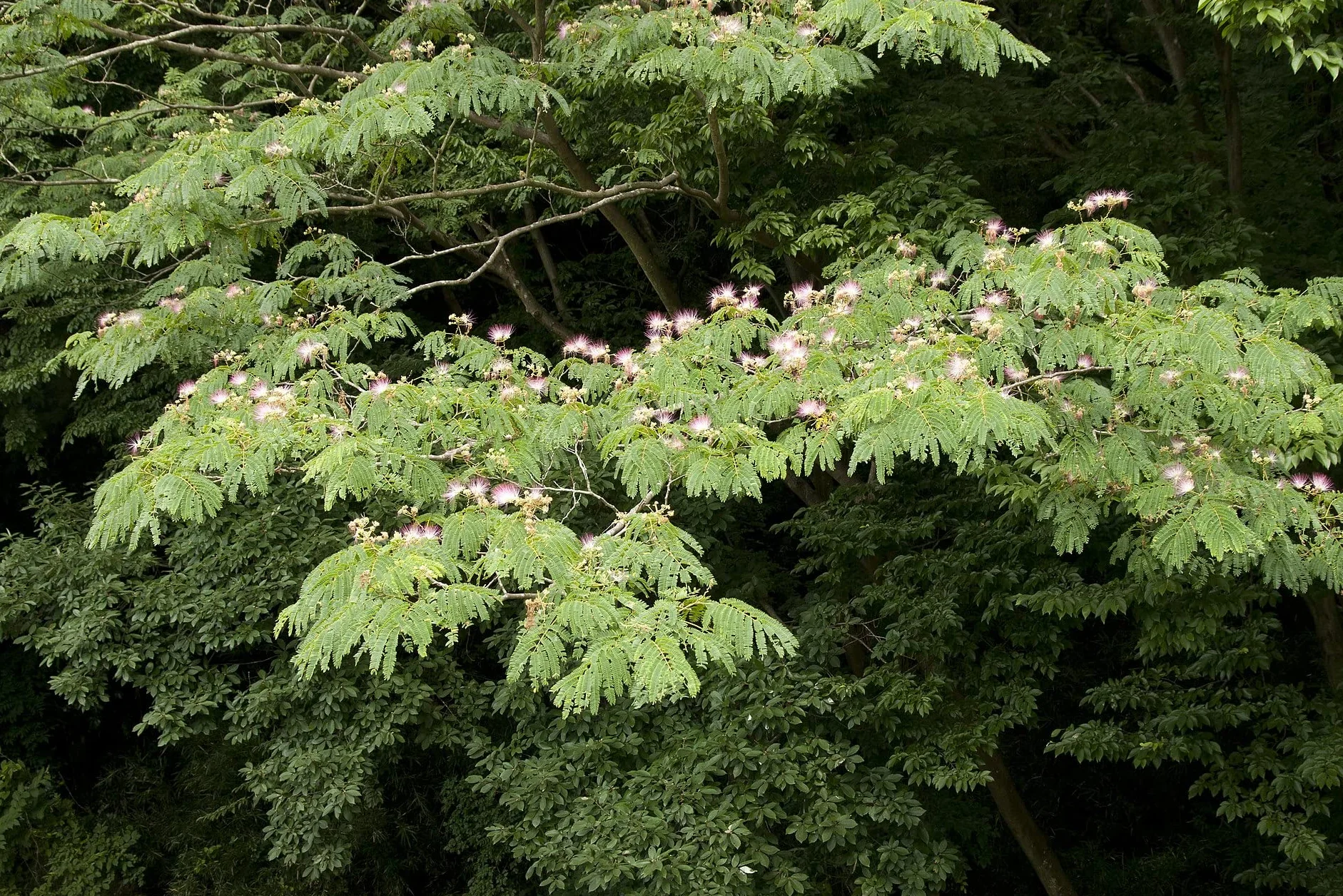 20 Semillas de Acacia de Constantinopla (Albizia Julibrissin) - Árbol Ornamental de Flores Rosadas