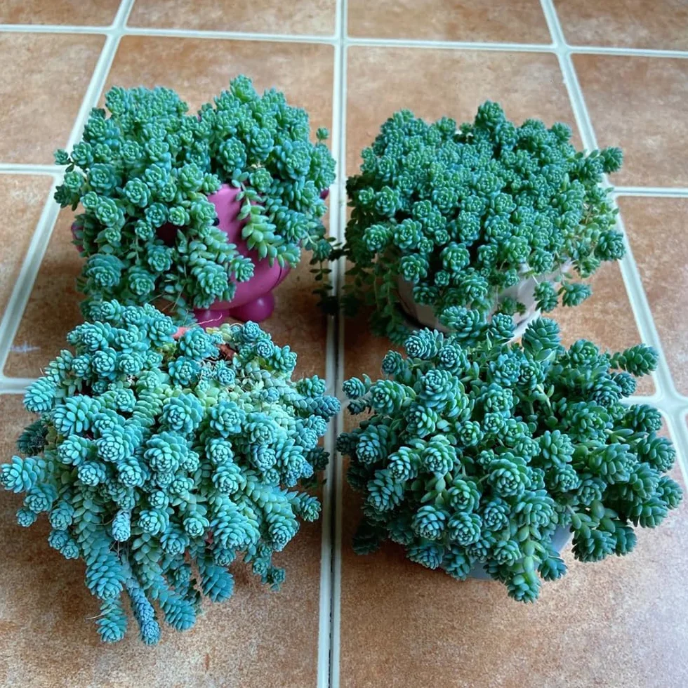Semillas resistentes de sedum, perennes de sedum, jardín de rocas resistentes Mini reales, para 200pcs