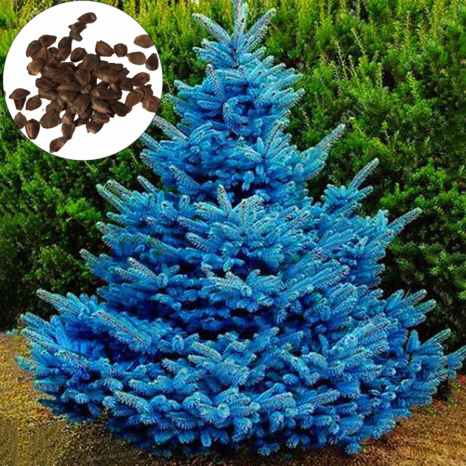 150 unids/bolsa Semillas de abeto azul, Picea Pungens Semillas Prolífico Crecimiento rápido Bonsai Jardín Semillas de abeto azul para el patio Azul