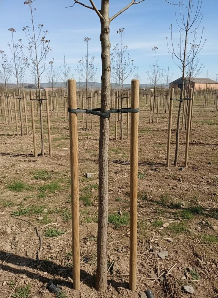 Suinga Estaca para Arboles 180 cm Ø 5 cm | Tutores con Punta | Poste para Vallas, Jardin y Plantas | Poste de Madera | Soporte para arboles